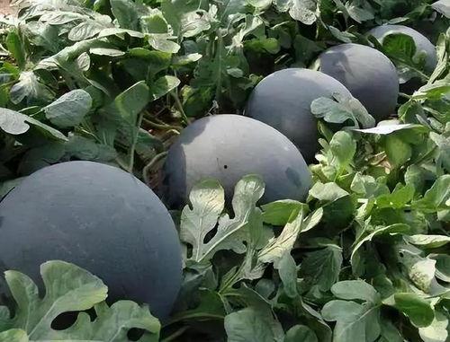 黑瓜吃料网入口2024,探索美食世界的无限可能